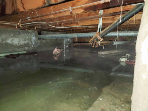 Best Mold removal after water damage  in Worthgton, IN